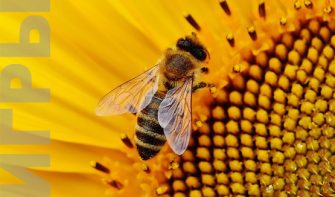 игра обучение Внимательные пчёлки